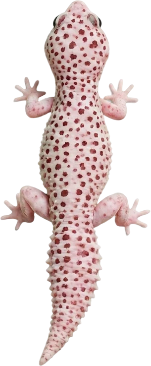 A gecko lying across the line